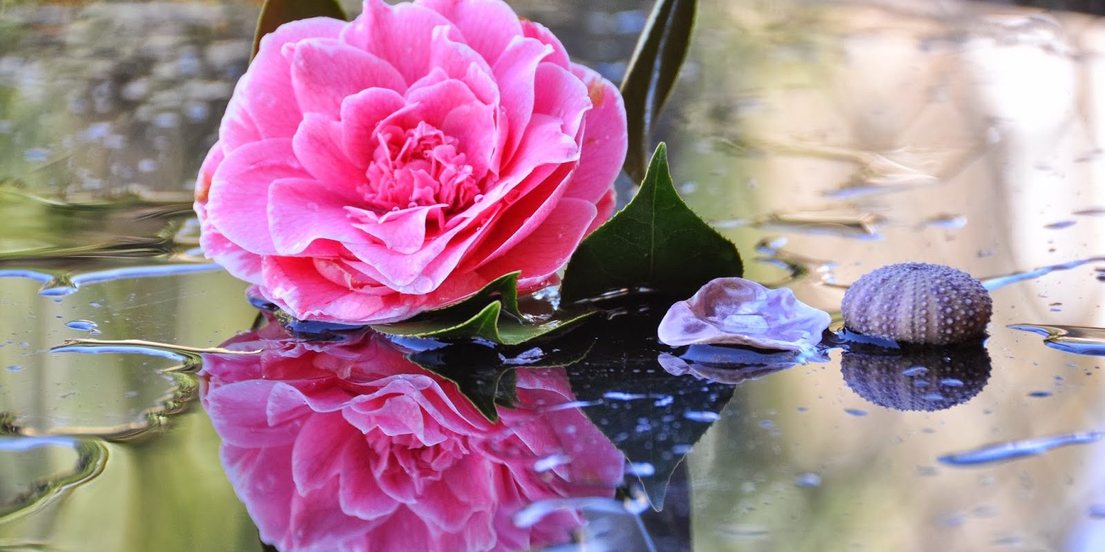 otros_usos_aceite_camelia_cuchillos