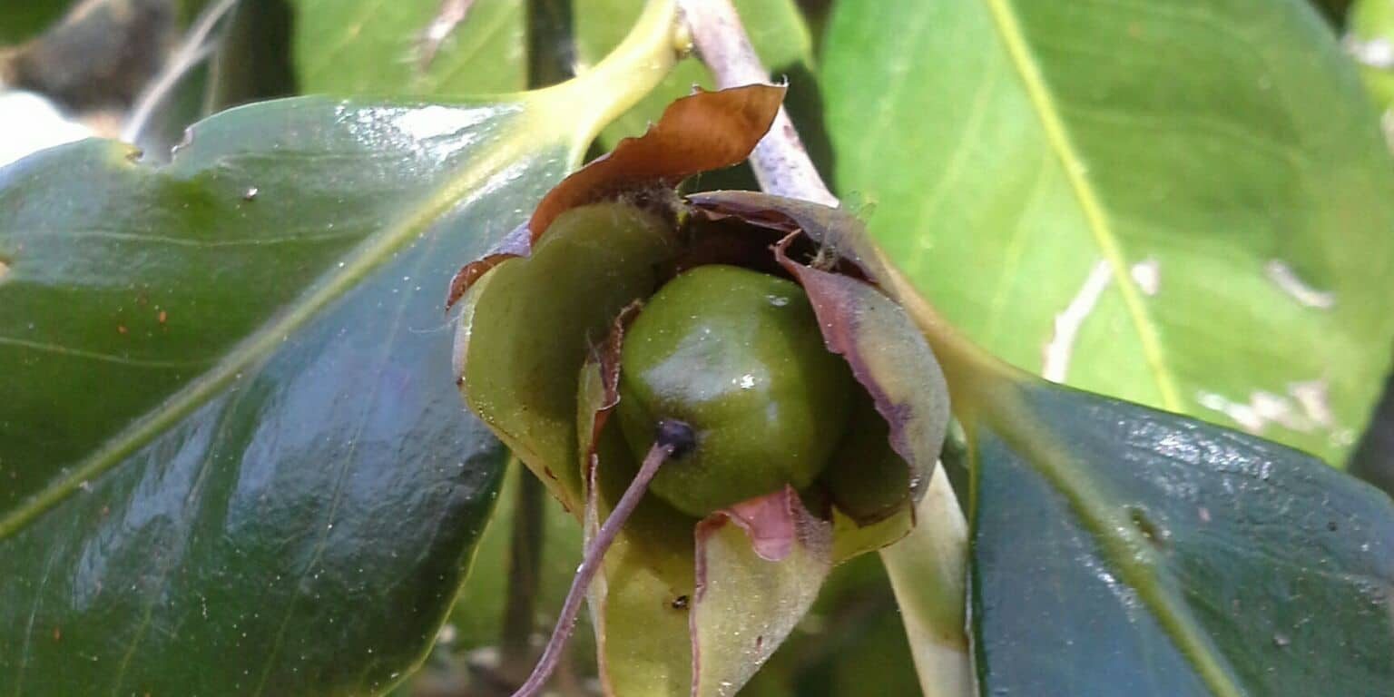 floracion camelias para aceite camelia