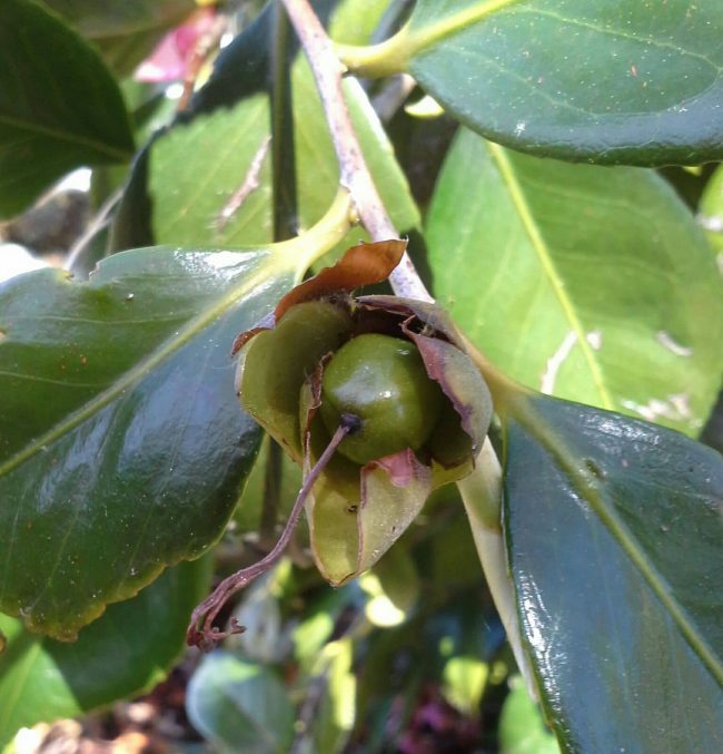 floracion camelias para aceite camelia