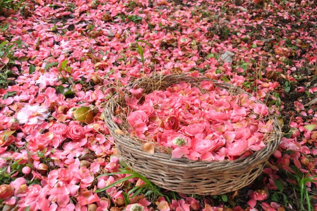 DSC_0630 Exposiciones camelia 2018