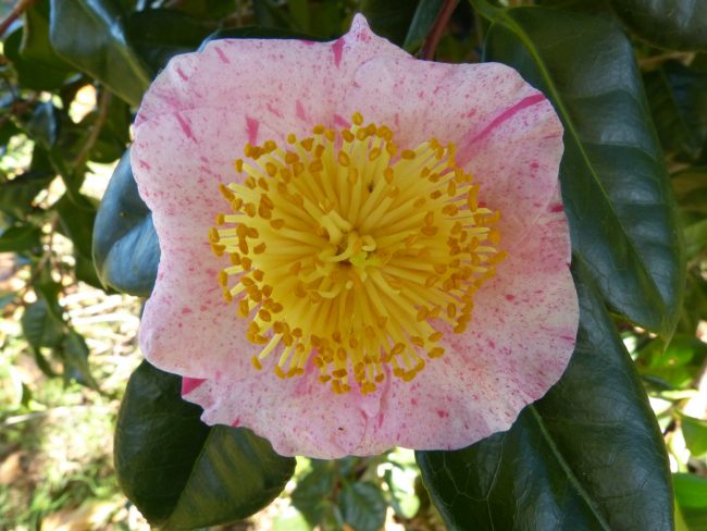 P1220512 camelia higo