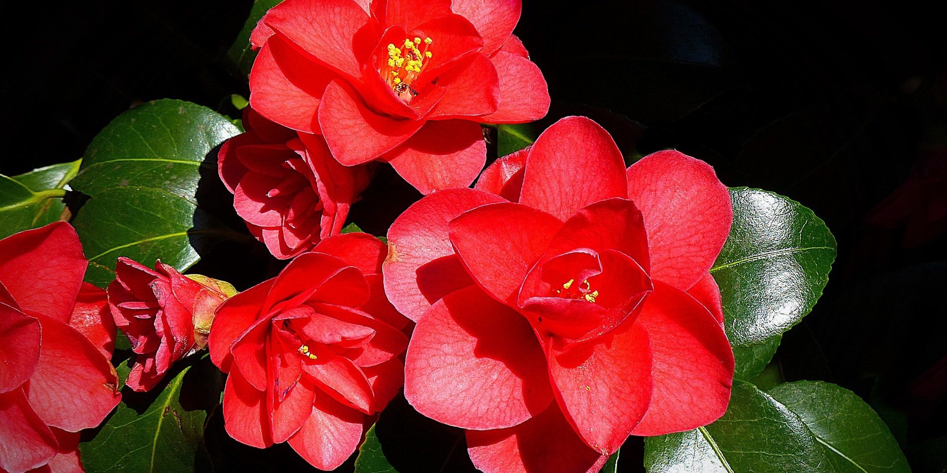 camellia-1344350_1920
