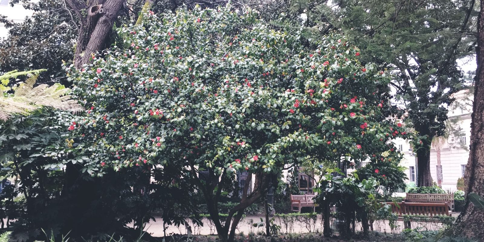 aceite de camelia vigo avenida camelias y alameda