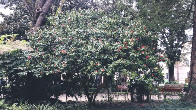 IMG-20180409-WA0006 aceite de camelia vigo avenida camelias y alameda